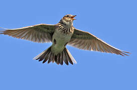 Eurasian Skylark