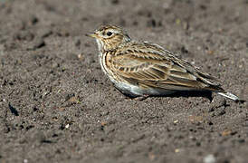 Eurasian Skylark