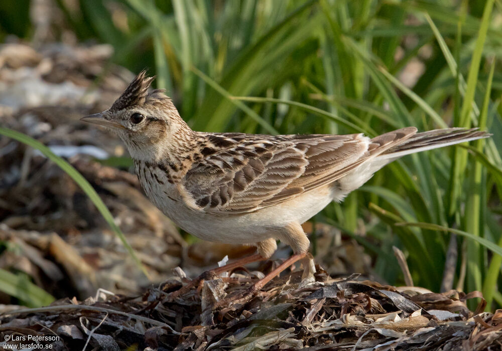 Eurasian Skylark