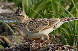 Eurasian Skylark