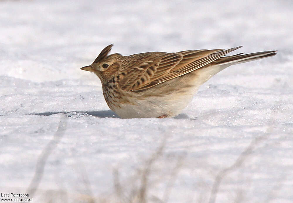 Eurasian Skylark, pigmentation, fishing/hunting