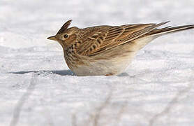 Eurasian Skylark