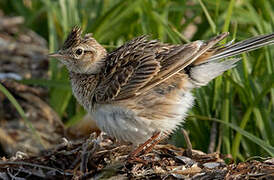 Eurasian Skylark