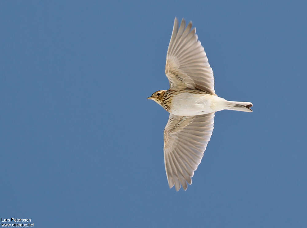 Eurasian Skylarkadult, pigmentation, Flight