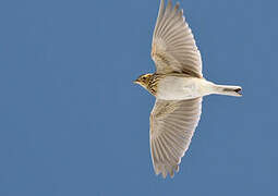 Eurasian Skylark