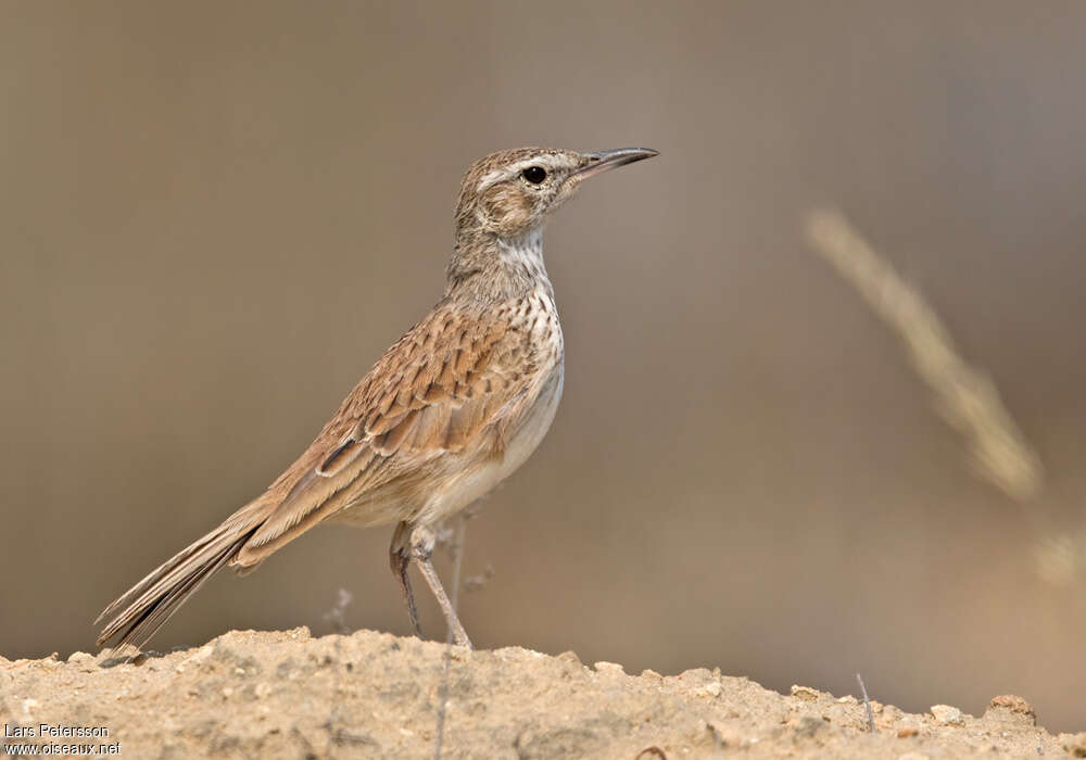 Alouette du Namalandadulte, identification