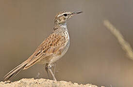 Karoo Long-billed Lark