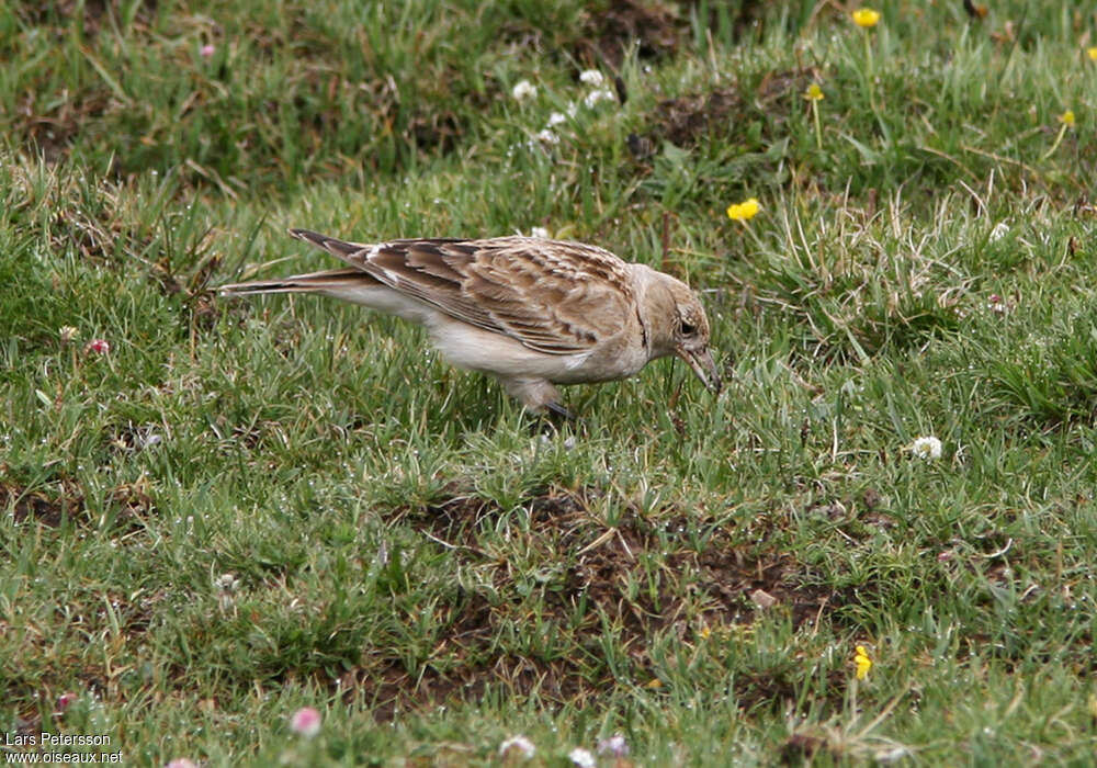 Tibetan Lark, identification