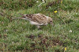 Tibetan Lark