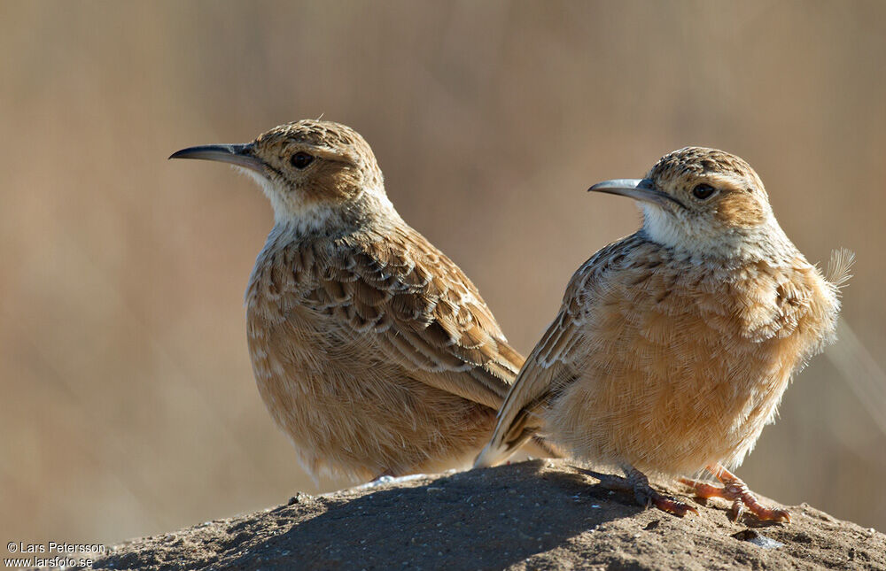 Spike-heeled Lark