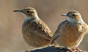 Spike-heeled Lark