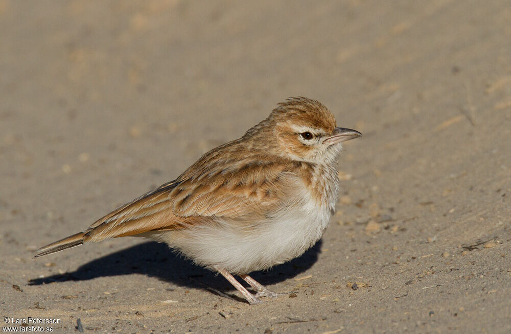 Fawn-colored Lark