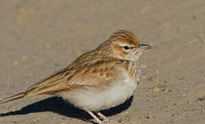 Fawn-colored Lark