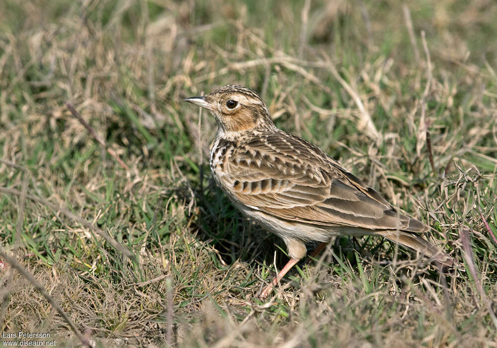 Alouette gulgule, identification