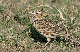 Oriental Skylark