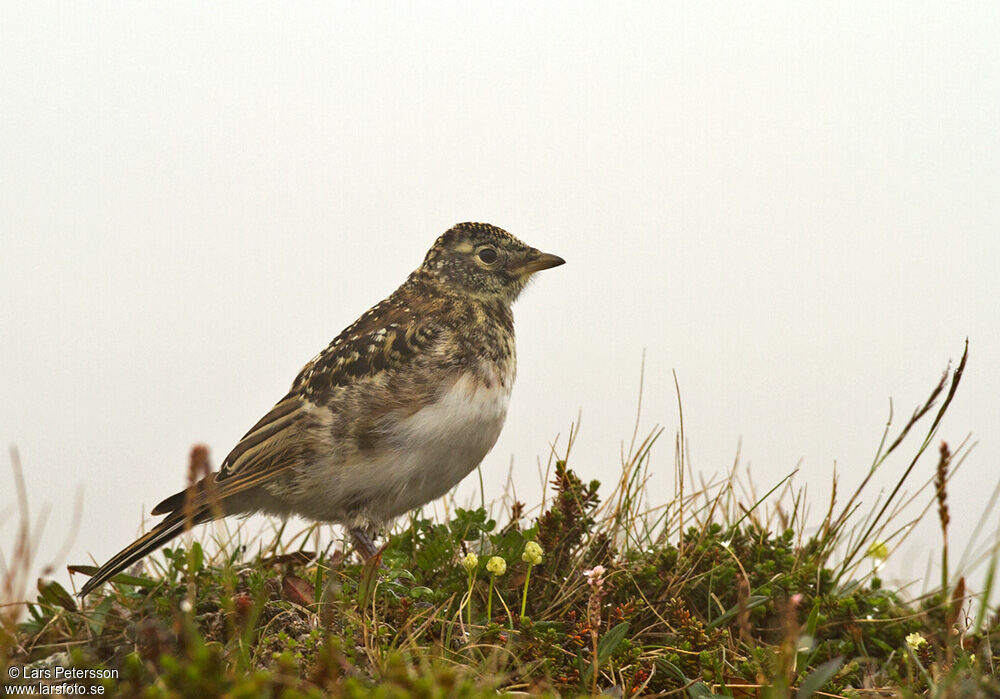 Alouette haussecol