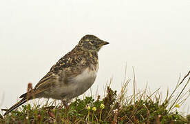 Horned Lark