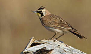 Horned Lark