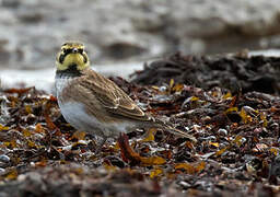 Horned Lark