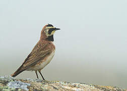 Horned Lark