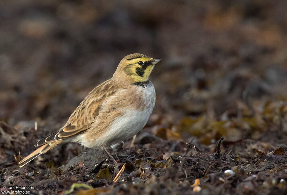 Horned Lark