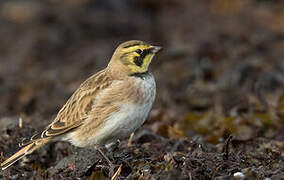 Horned Lark