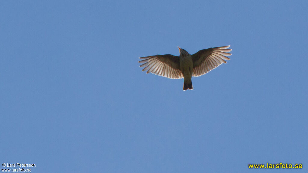 Woodlarkadult, Flight