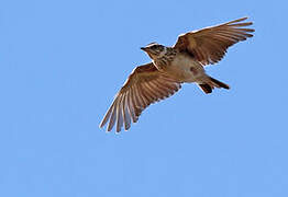 Woodlark