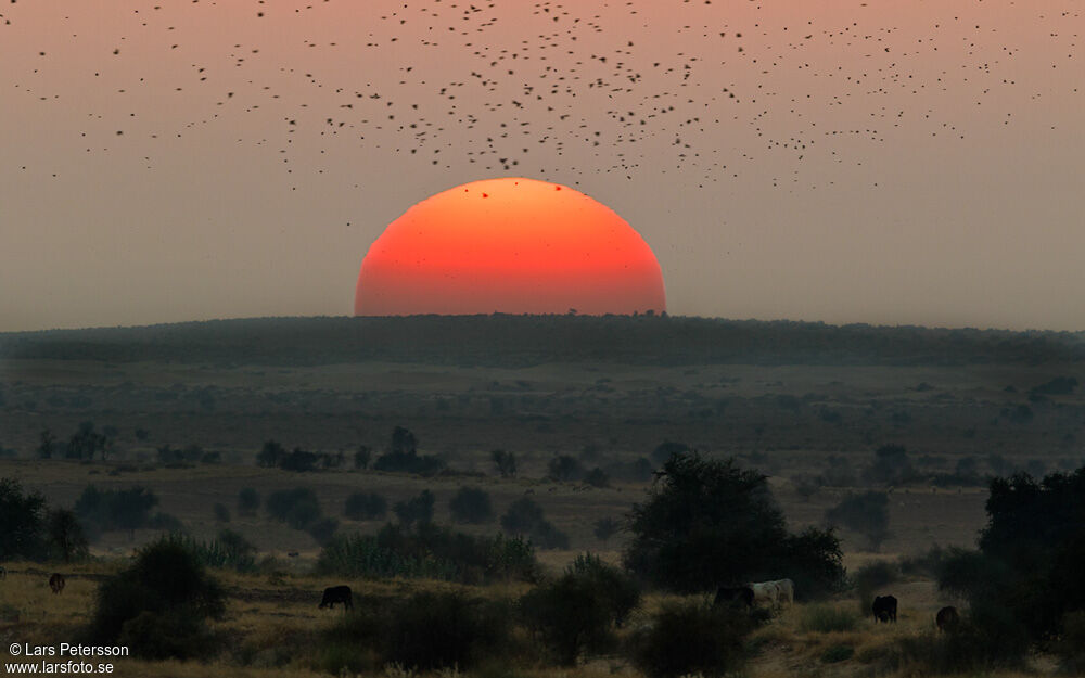 Bimaculated Lark