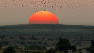 Bimaculated Lark