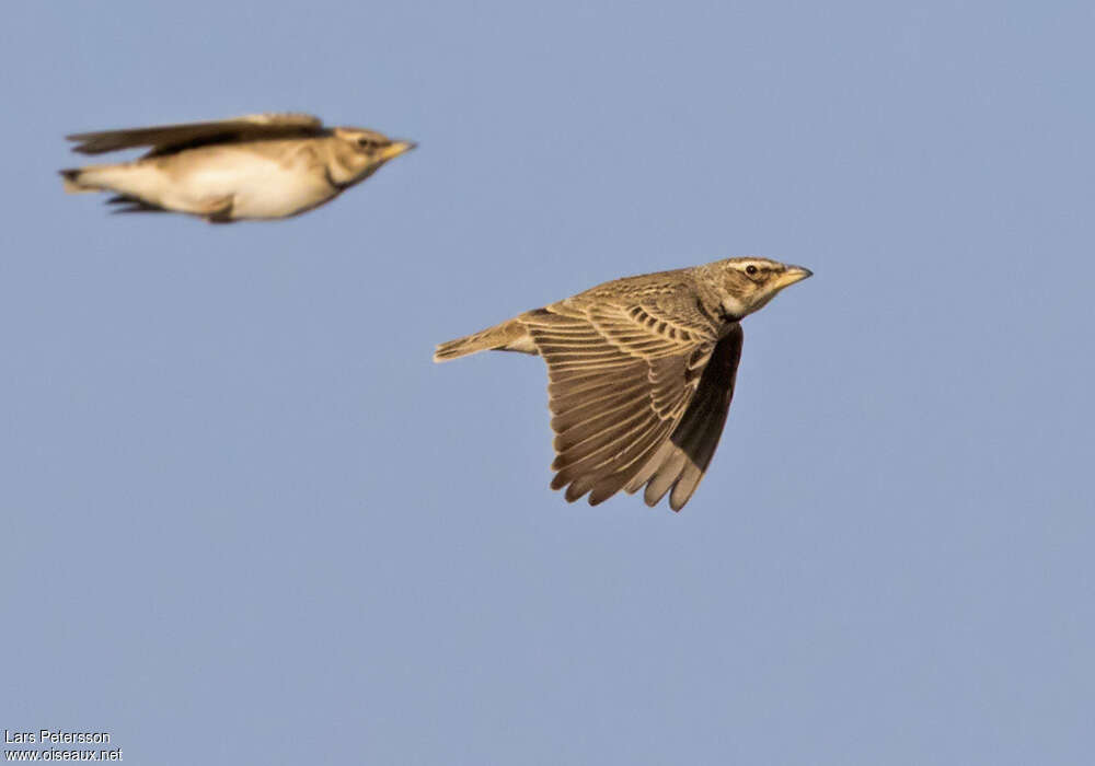 Bimaculated Lark, pigmentation, Flight