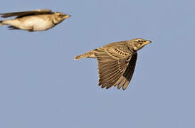 Bimaculated Lark