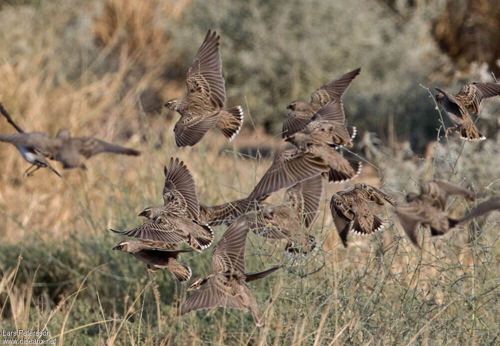 Bimaculated Lark, aspect, pigmentation, Behaviour