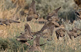 Bimaculated Lark