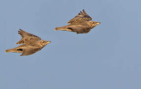 Bimaculated Lark