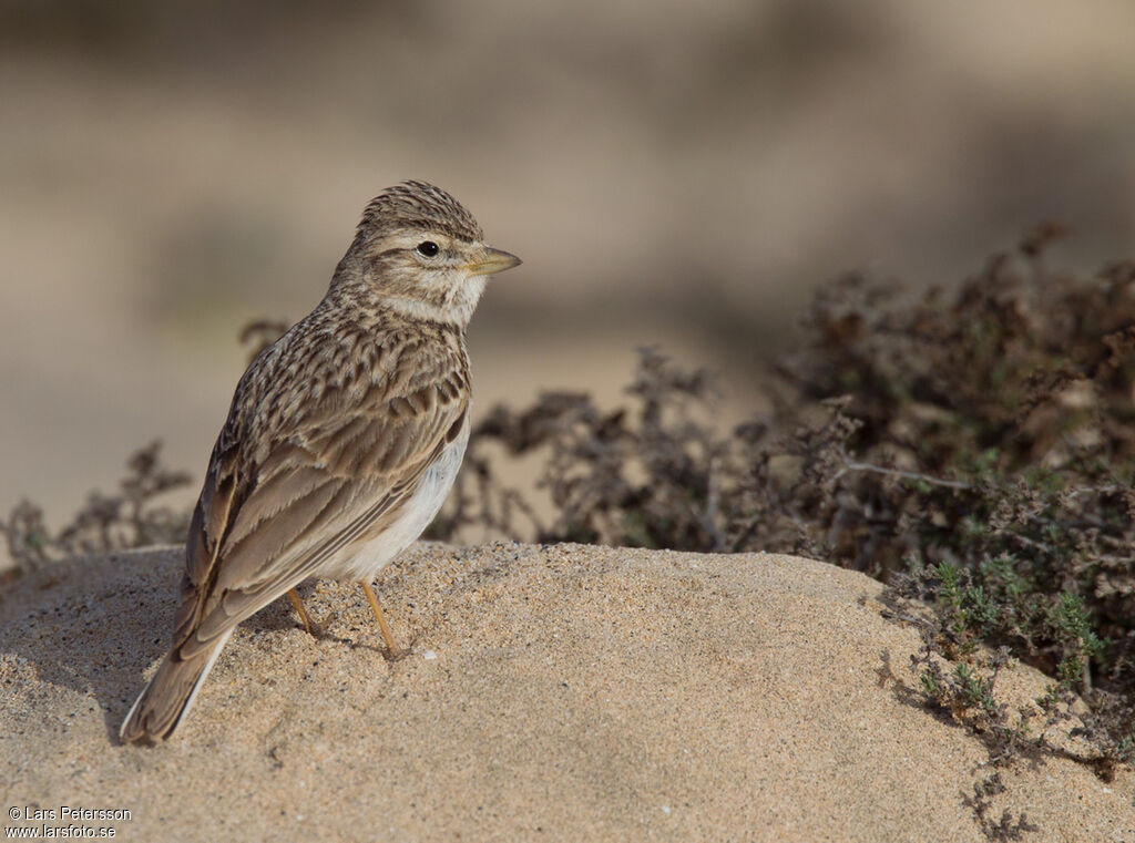 Lesser Short-toed Lark