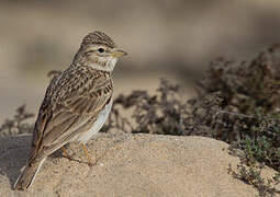 Lesser Short-toed Lark