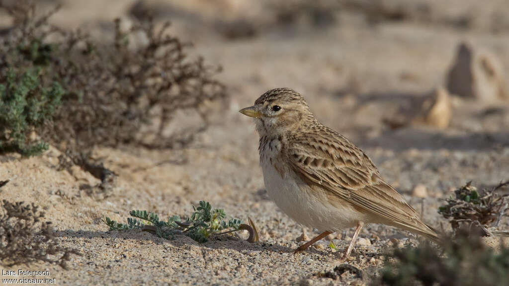 Lesser Short-toed Larkadult, habitat, pigmentation