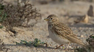 Mediterranean Short-toed Lark