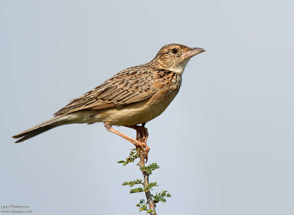 Alouette polyglotteadulte, identification