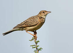 Red-winged Lark