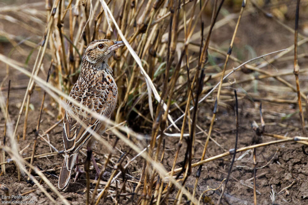 Red-winged Lark, camouflage, pigmentation