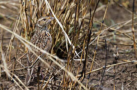 Red-winged Lark