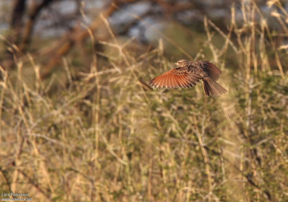 Red-winged Larkadult, pigmentation, Flight