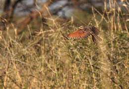 Red-winged Lark