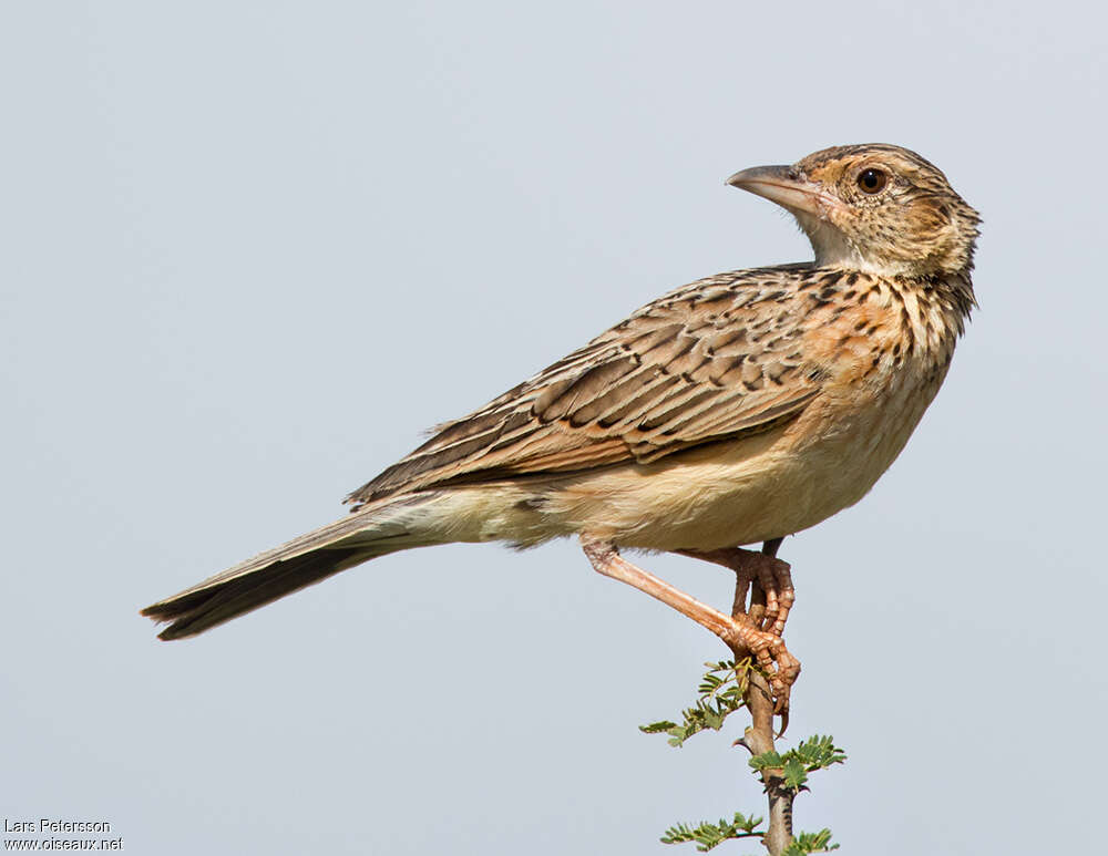 Alouette polyglotteadulte, portrait