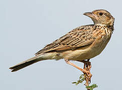 Red-winged Lark