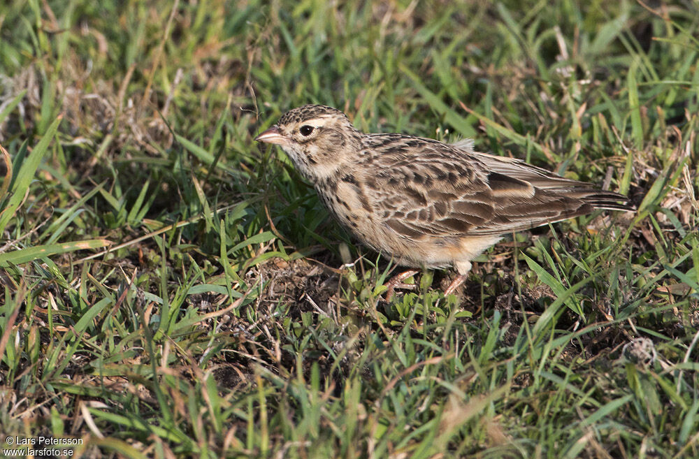 Somali Short-toed Lark