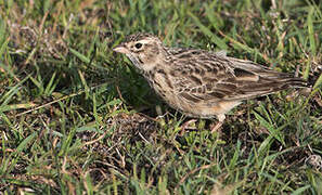 Somali Short-toed Lark