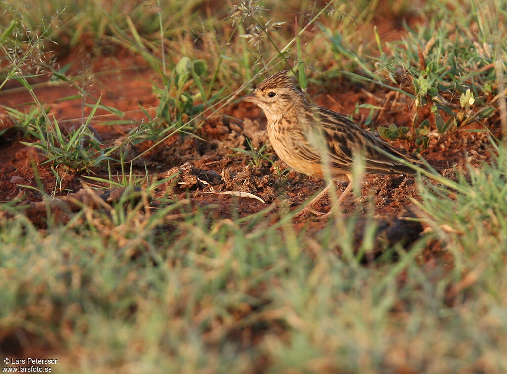 Somali Short-toed Lark